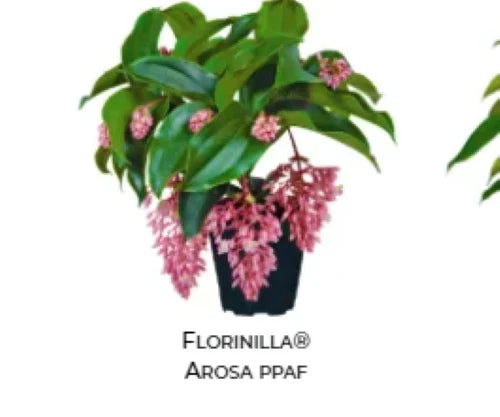 Medinilla Plant Starter - AROSA Magnifica - Rare Tropical Houseplant in 4-Inch Pot - Unique Foliage & Pink Blooms