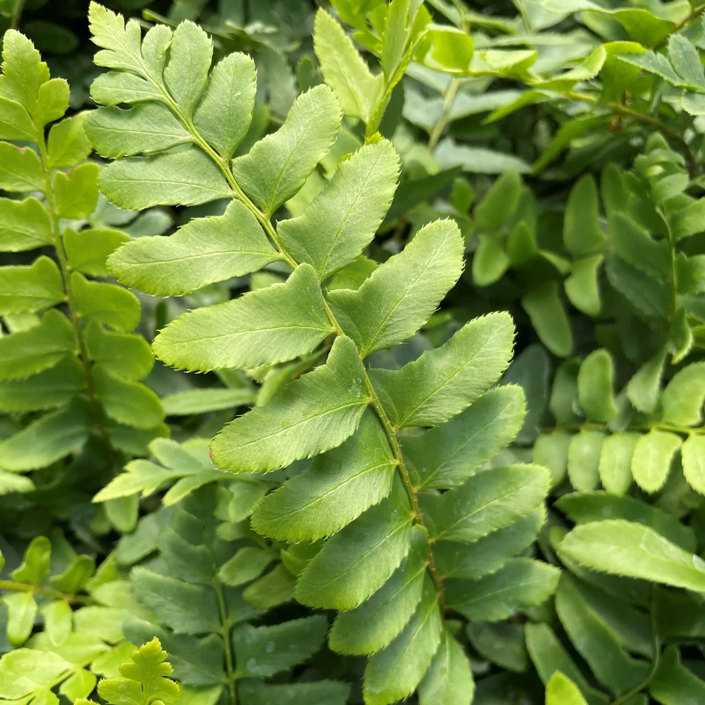 Christmas Fern Bare Root Plants 25 Pack Polystichum acrostichoides Hardy Perennial for Shade Gardens