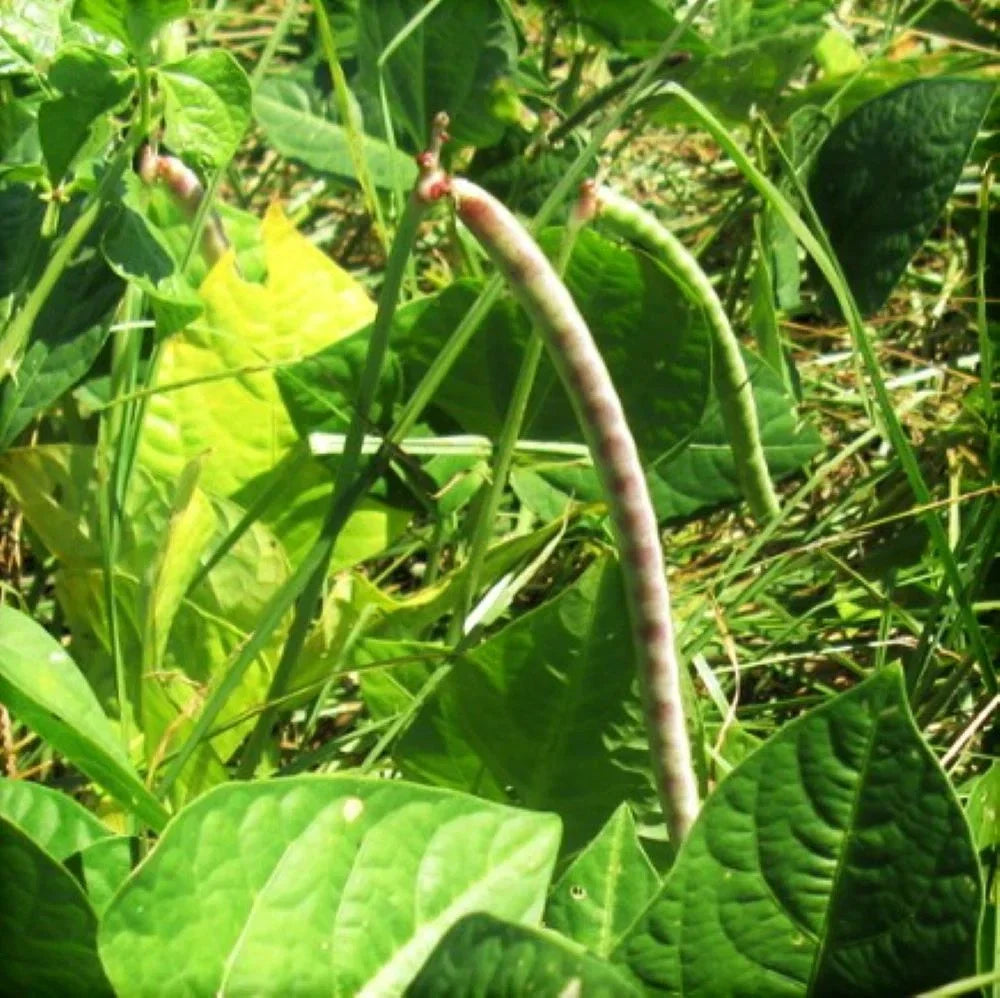 Iron and Clay Cowpea Seeds – Cover Crop Pack of 100 – Vigna unguiculata for Soil Improvement & Erosion Control
