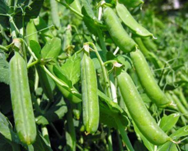 Thomas Laxton Pea Seed Pack - 100+ Heirloom Non-GMO Seeds for Home Gardening