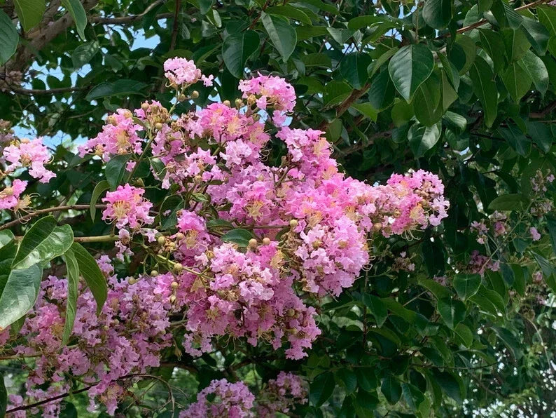 Splash of Pink Cape Myrtle Seeds - 20 Perennial Lagerstroemia indica Flower Seeds