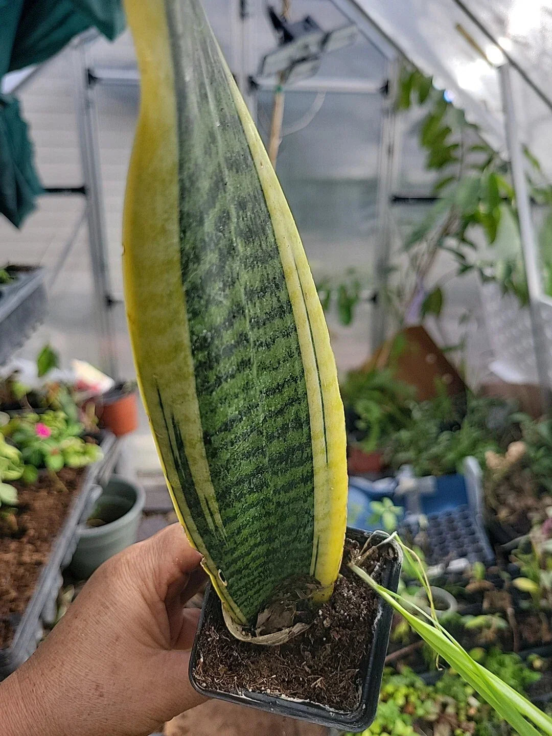Sansevieria Plant - Well Rooted Lengua de Suegra Indoor Snake Plant