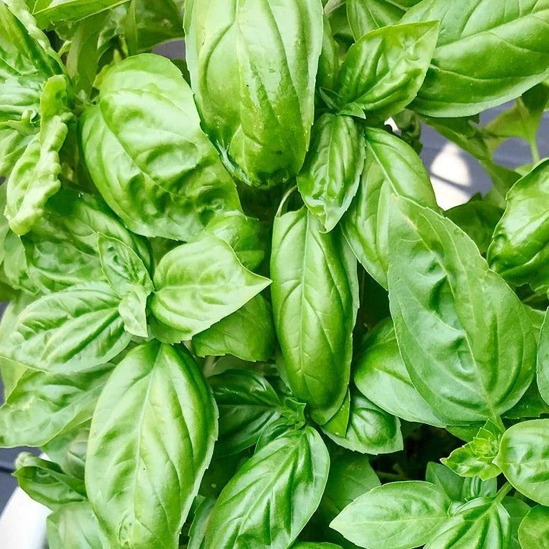 Genovese Basil Seeds - Organic Italian Herb for Garden, Culinary Use, Ocimum basilicum, Pack of 100 Seeds