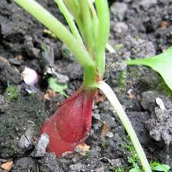 Heirloom Radish Seeds Collection – 5 Varieties Non-GMO Raphanus sativus for Home Gardening, Container & Raised Bed Planting