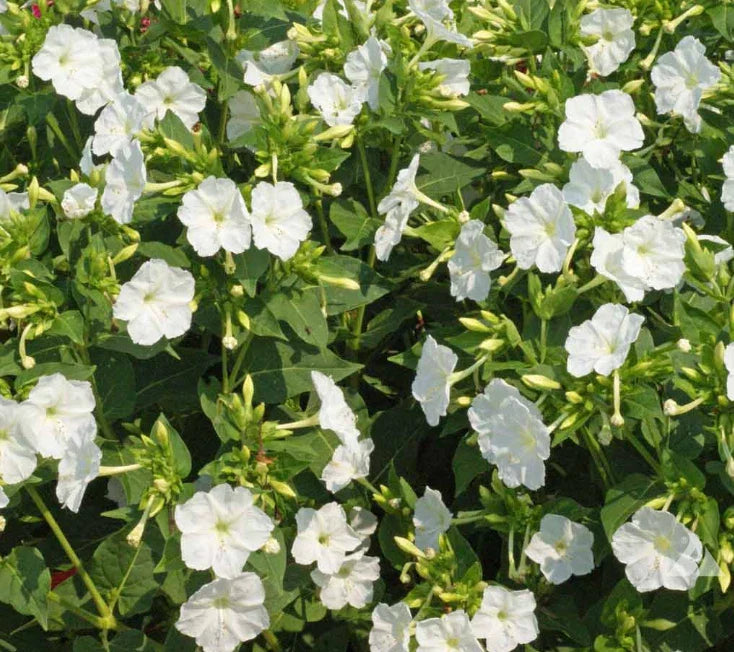 Four O'Clock Seeds White Purity Mirabilis jalapa Night Blooms Non-GMO 25 Seeds USA