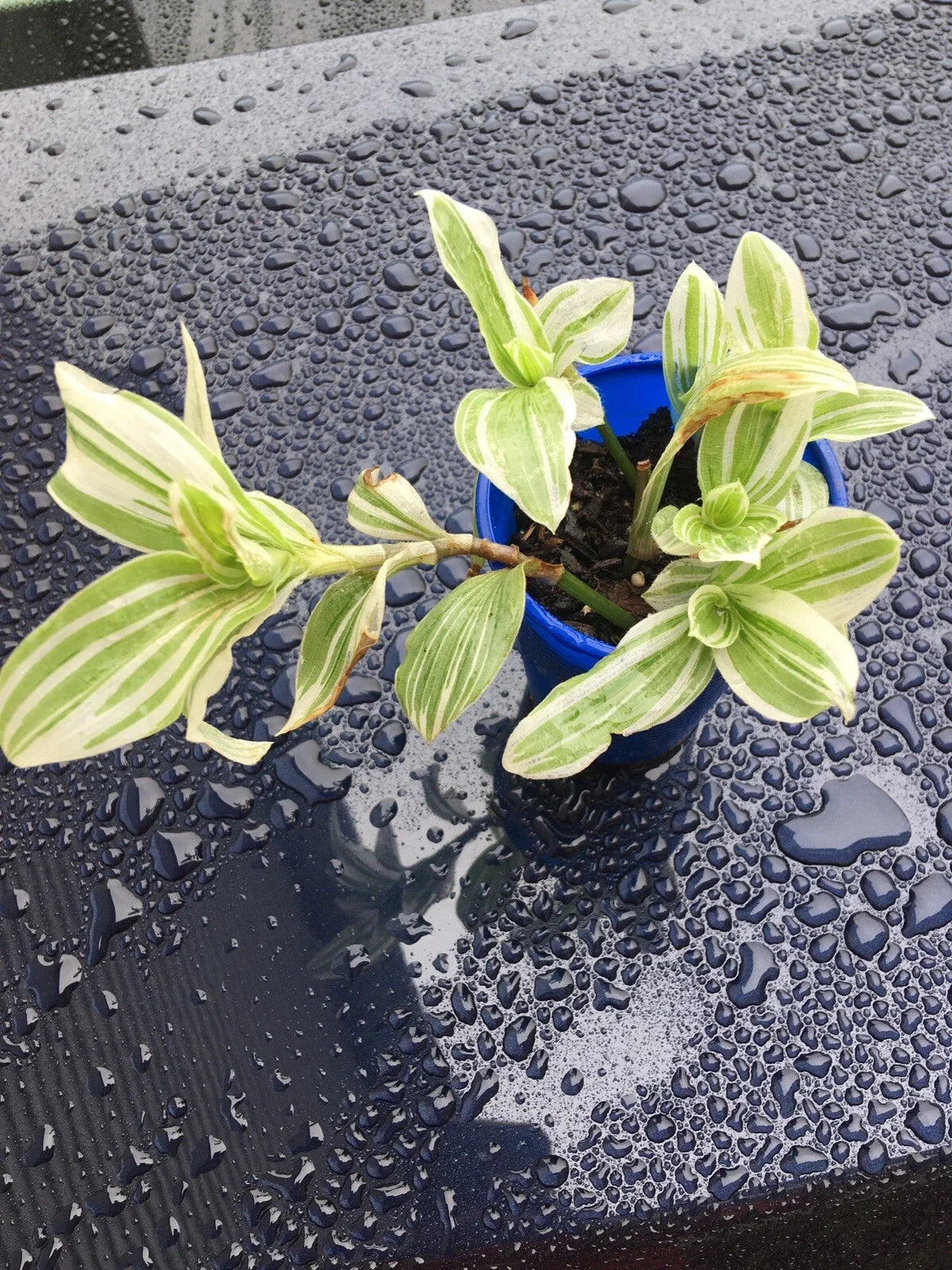 Tradescantia Albiflora Starter Plant - Variegated Green & White Foliage, Indoor Houseplant, Trailing, Easy Care