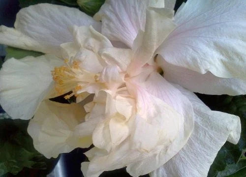 Elephant Ear Hibiscus Plant – Tropical Exotic Double Cream White Pink Flowers – Hibiscus rosa-sinensis – Live 6-Inch Pot