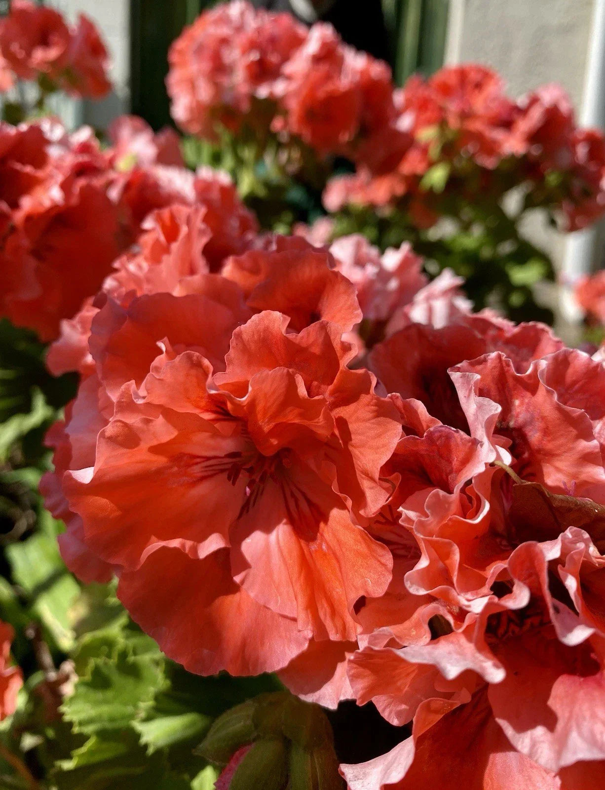 Geranium Double Red/Orange Cuttings 3 Pack - Fresh Healthy Pelargonium for Rooting