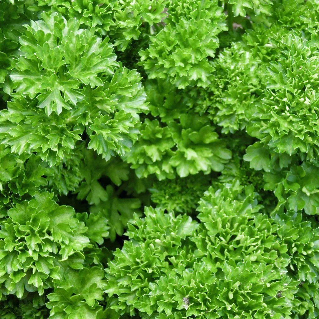 Forest Green Parsley Seeds Heirloom NON-GMO Bulk Petroselinum crispum