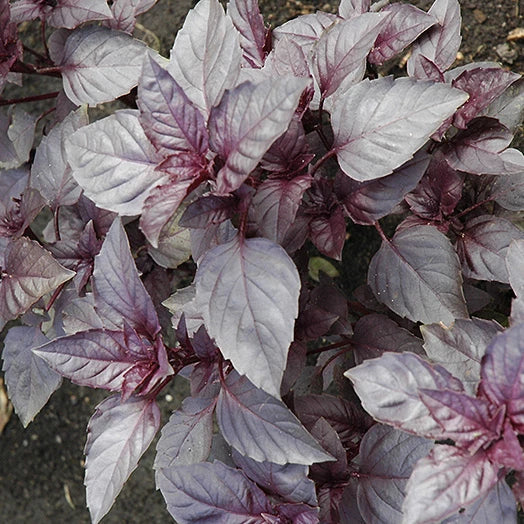 Dark Opal Basil Seeds - Heirloom Non-GMO Culinary Herb, Purple Leaves, Ocimum basilicum 'Dark Opal' Seed Packet