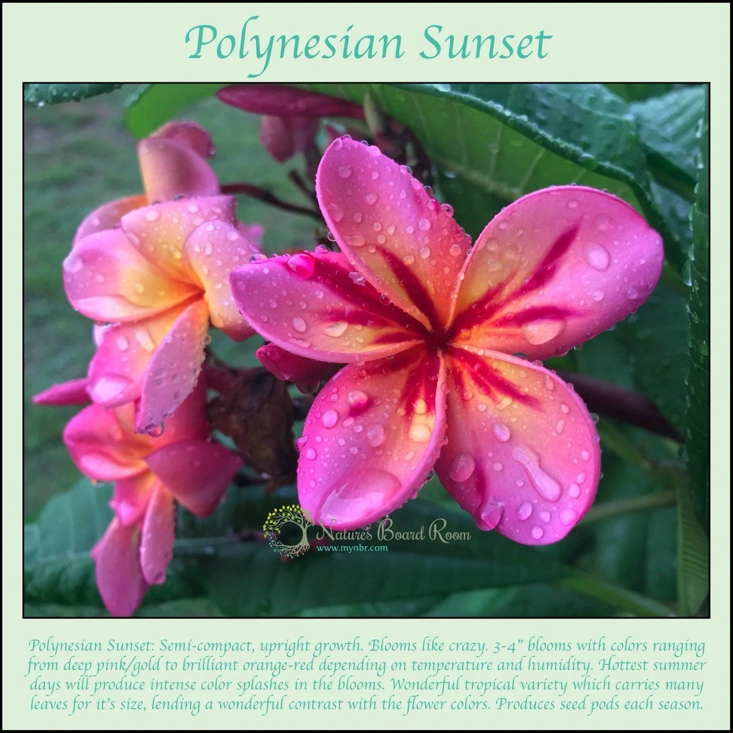 Rooted Polynesian Sunset Plumeria Cutting - Fragrant Tropical Flower Plant