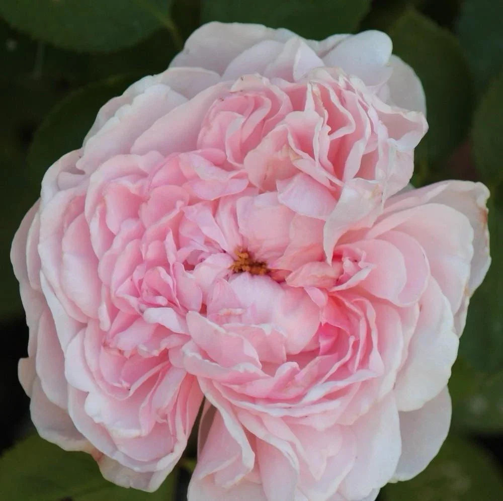 Climbing Rose Plant Cuttings - 3 Fresh Unrooted Rosa 'Auswith' Cuttings for Home Gardens
