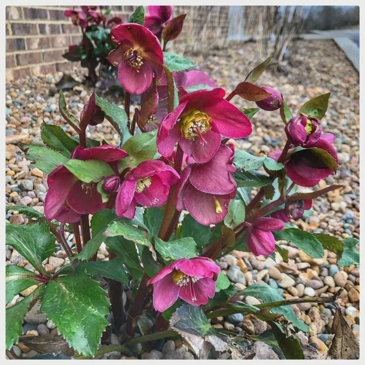 Helleborus Ice Roses Brunello Perennial Plant 4'' Pot Red Flowering Lenten Rose Garden