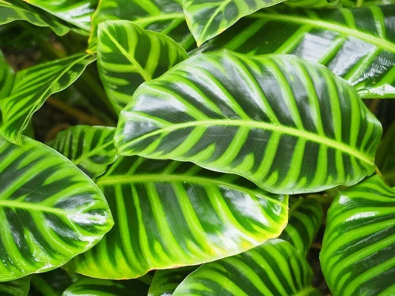 Calathea Wiotii Seeds - 25+ Indoor/Outdoor Planting Variety - Goeppertia makoyana Seed Pack