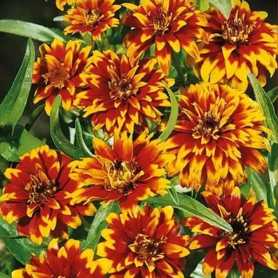 Old Mexico Zinnia Seeds - 100+ Pack, Multi-Colored, Zinnia elegans, Annual Garden Flower, Butterfly Attracting, Full Sun