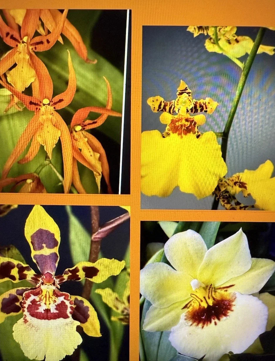 Orchid Plant Seedlings 2 Bulbs No Pot Dendrobium Variety for Indoor & Outdoor Gardening