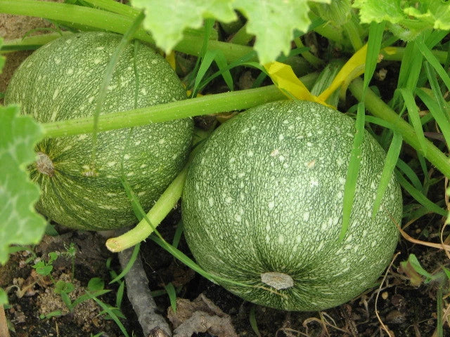 Zucchini Seeds 16 Pack - Round Summer Variety - Cucurbita pepo - GroCo USA