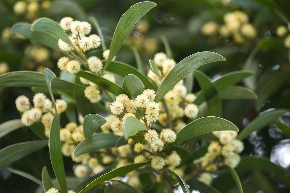 Australian Blackwood Tree Seeds - Acacia melanoxylon for Landscaping & Reforestation