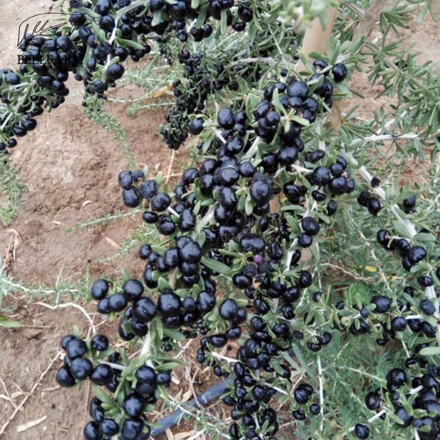 Black Goji Berry Seeds - 10+ Pack Lycium ruthenicum - Superfood Herbal Plant Seeds