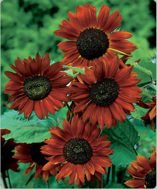 Velvet Queen Sunflower Seeds - Red Orange with Black Center - Helianthus annuus - Non-GMO