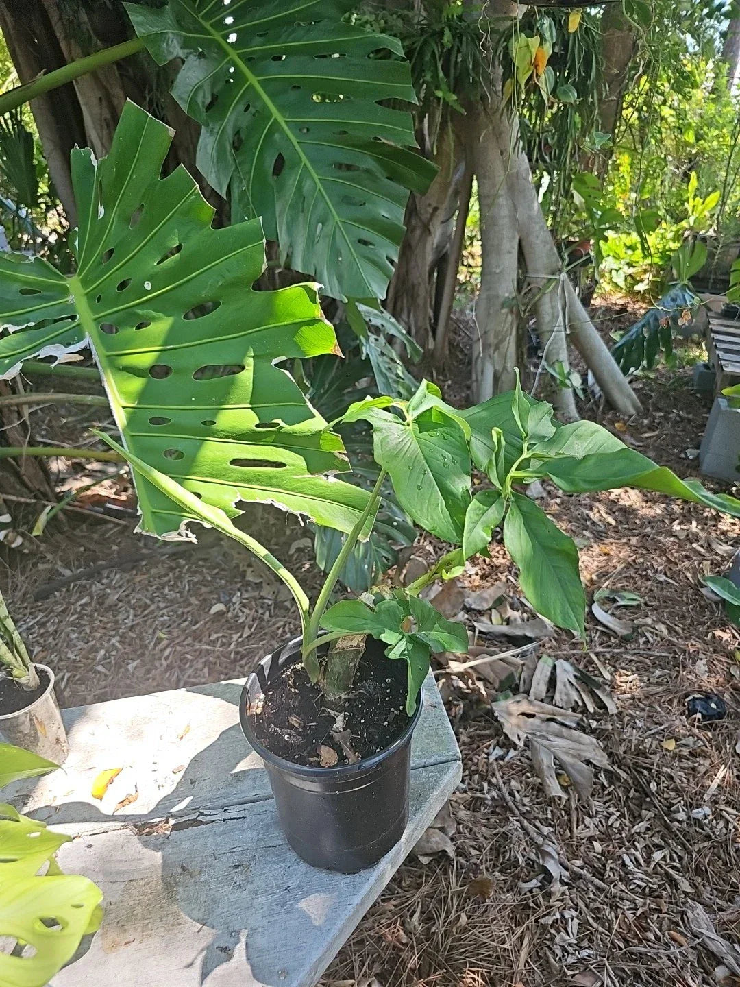 Syngonium Podophyllum Mature Leaf Green Large Stem - Easy Care Indoor Houseplant
