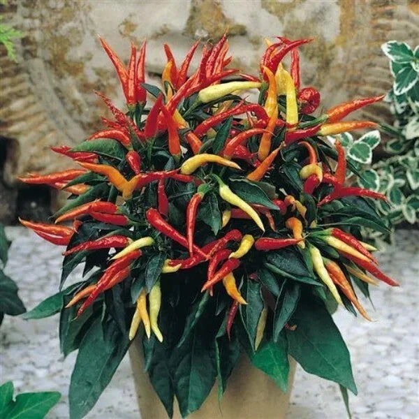 Patio Fire & Ice Ornamental Pepper Seeds - 100 Organic Capsicum annuum Seeds - USA Grown