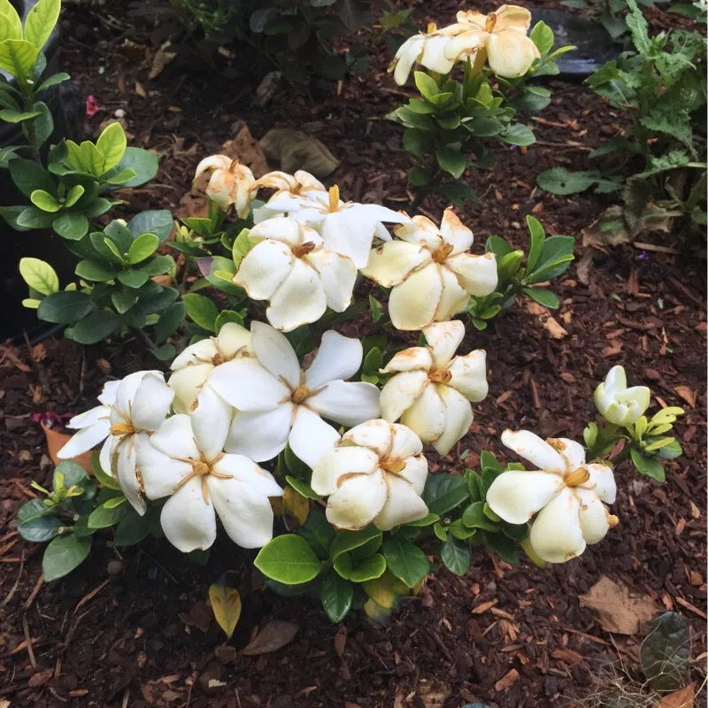 Kleim's Gardenia Live Plant - Bare Root 6-10 Inches - Fragrant White Flowers - Evergreen Dwarf Gardenia jasminoides 'Kleim's Hardy'
