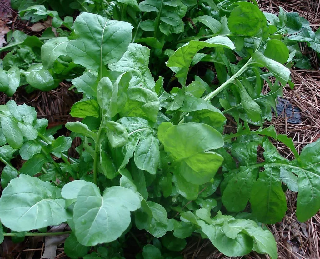 Arugula Seeds - 32,000 Heirloom Roquette Seeds for Wholesale Planting