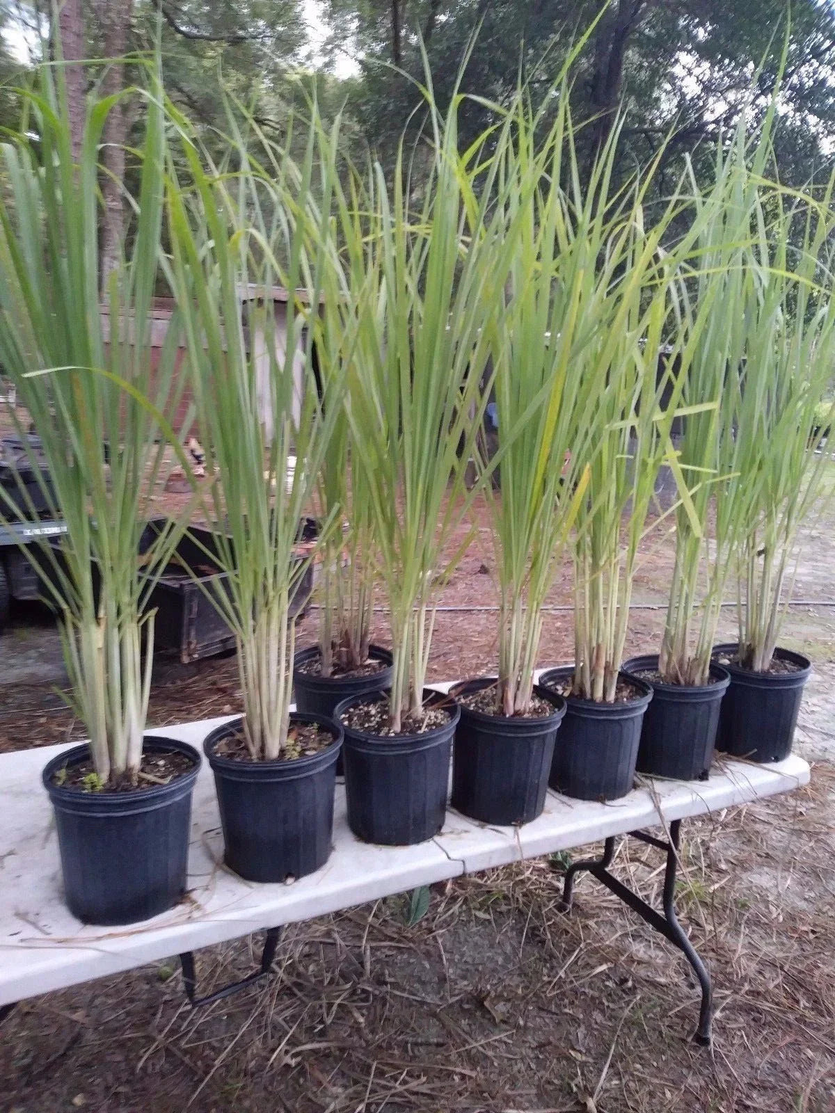 Lemongrass Plants 8-12" Tall - 12 Live Stalks, Citronella Grass, Perennial, Non-Pesticide