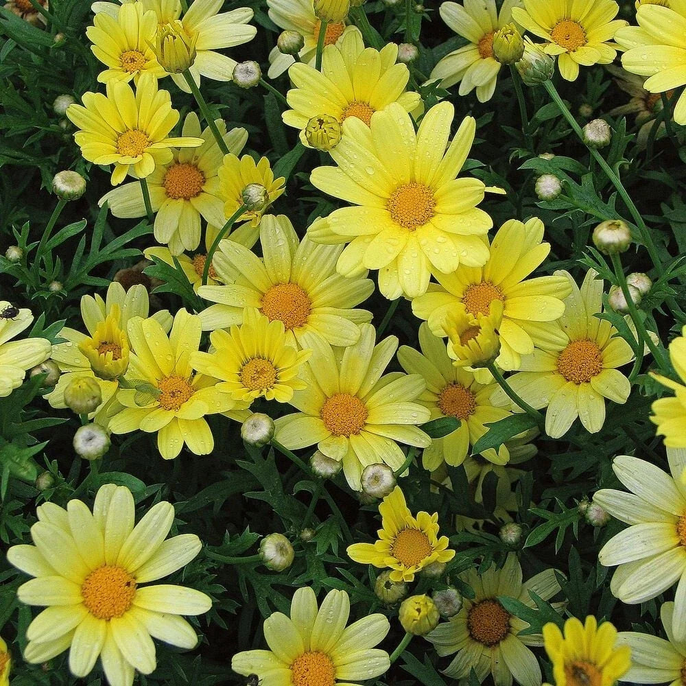 Yellow Marguerite Daisy Seeds – 200+ Argyranthemum frutescens for Garden Planting, Bright Yellow Flowers, Pollinator Attractant