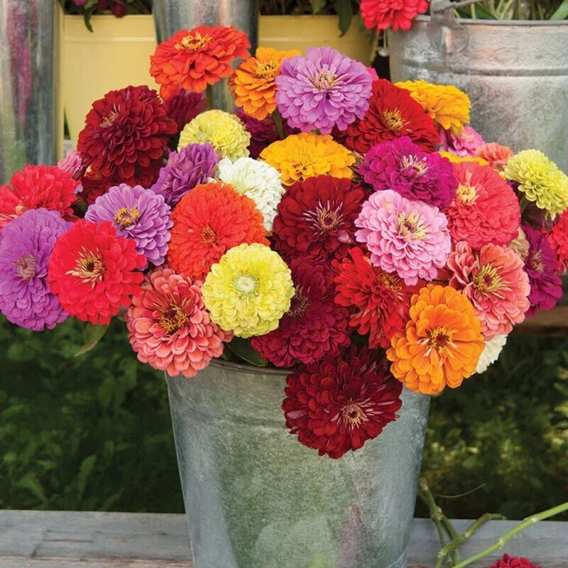 Zinnia Seeds - 100+ Benary Mix Colorful Annual Flowers for Garden Planting - Zinnia elegans