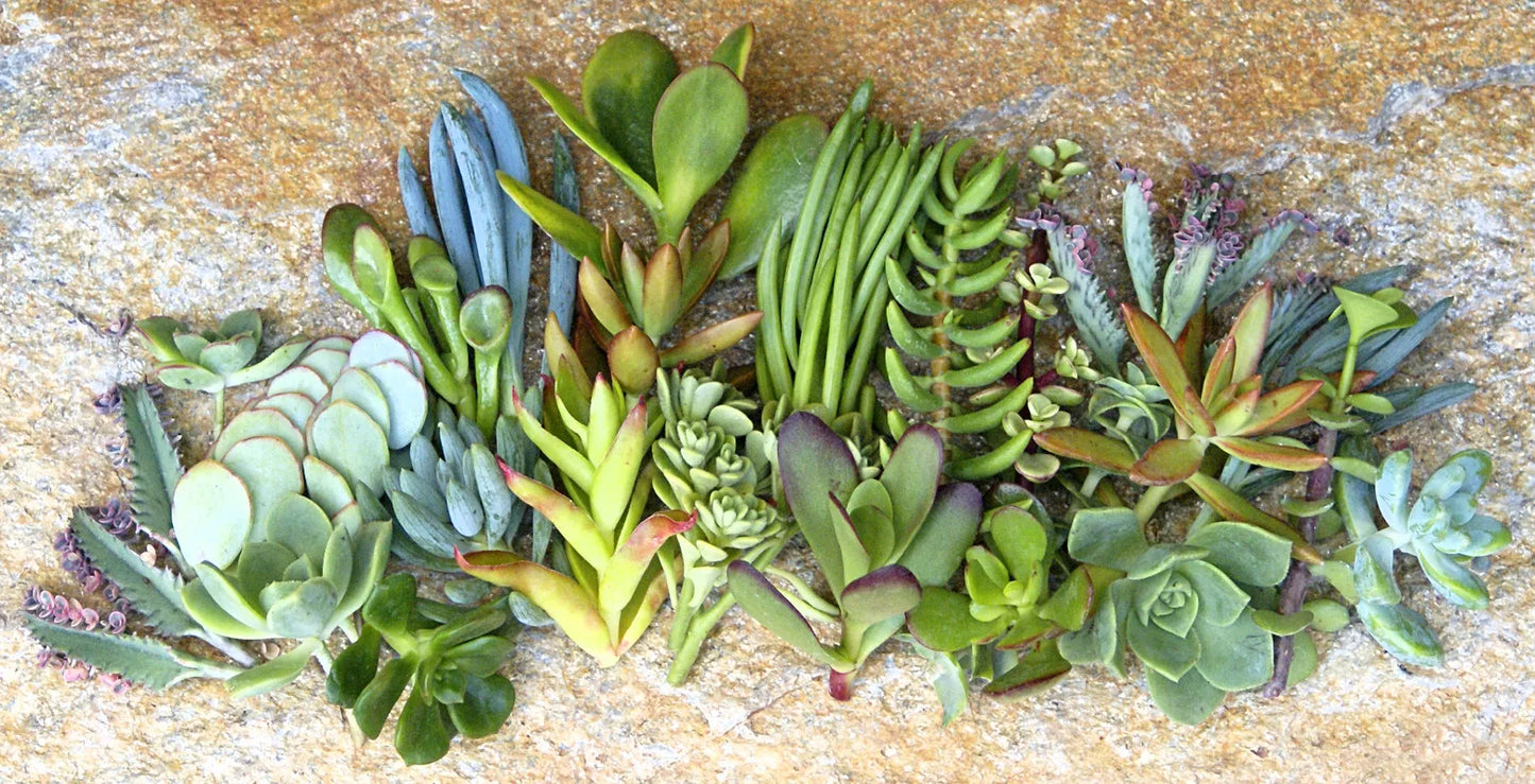 Assorted Succulent Cuttings - 25 Varieties - 1-2 Inch Propagation Plants for Indoor & Outdoor Gardening