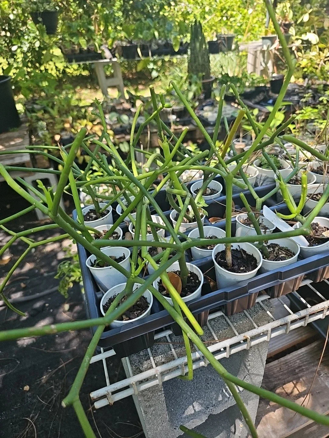 Euphorbia Tirucalli Pencil Cactus - Firestick Plant Rooted Succulent for Indoor and Outdoor