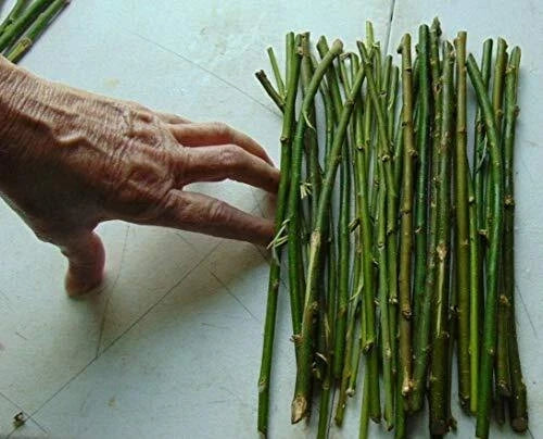 Hybrid Willow Tree Cuttings 50 Thin Salix × sepulcralis for Privacy Screens & Landscaping