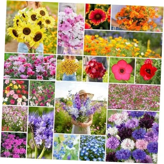 Annual Wildflower Mixed Seeds 1/4 lb - 120,000+ Seeds for Colorful Gardens & Pollinators