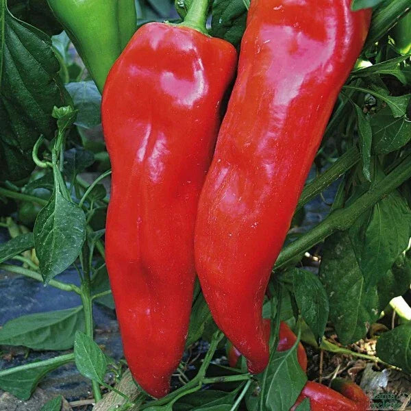 Pepper Seeds 30+ Corno Di Toro Rosso Italian Sweet Red - Non-GMO Heirloom Capsicum annuum