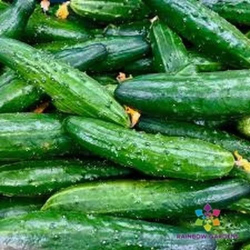 China Jade Cucumber Seeds - Organic Cucumis sativus Pack for Home Garden & Container Growing