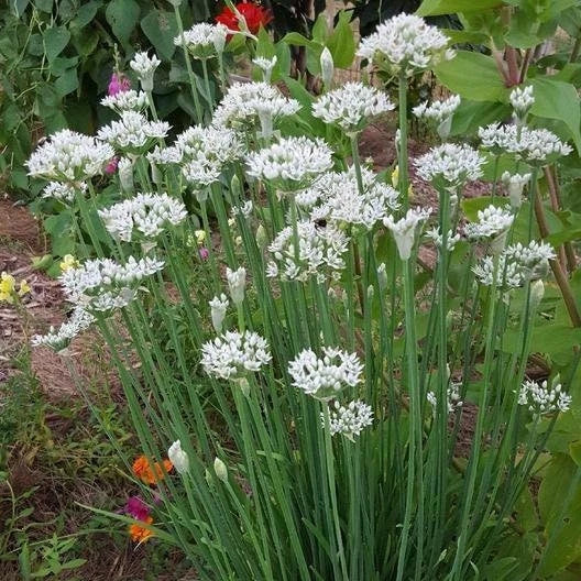 Garlic Chives Seeds - Non-GMO Culinary Herb Seeds | Allium tuberosum