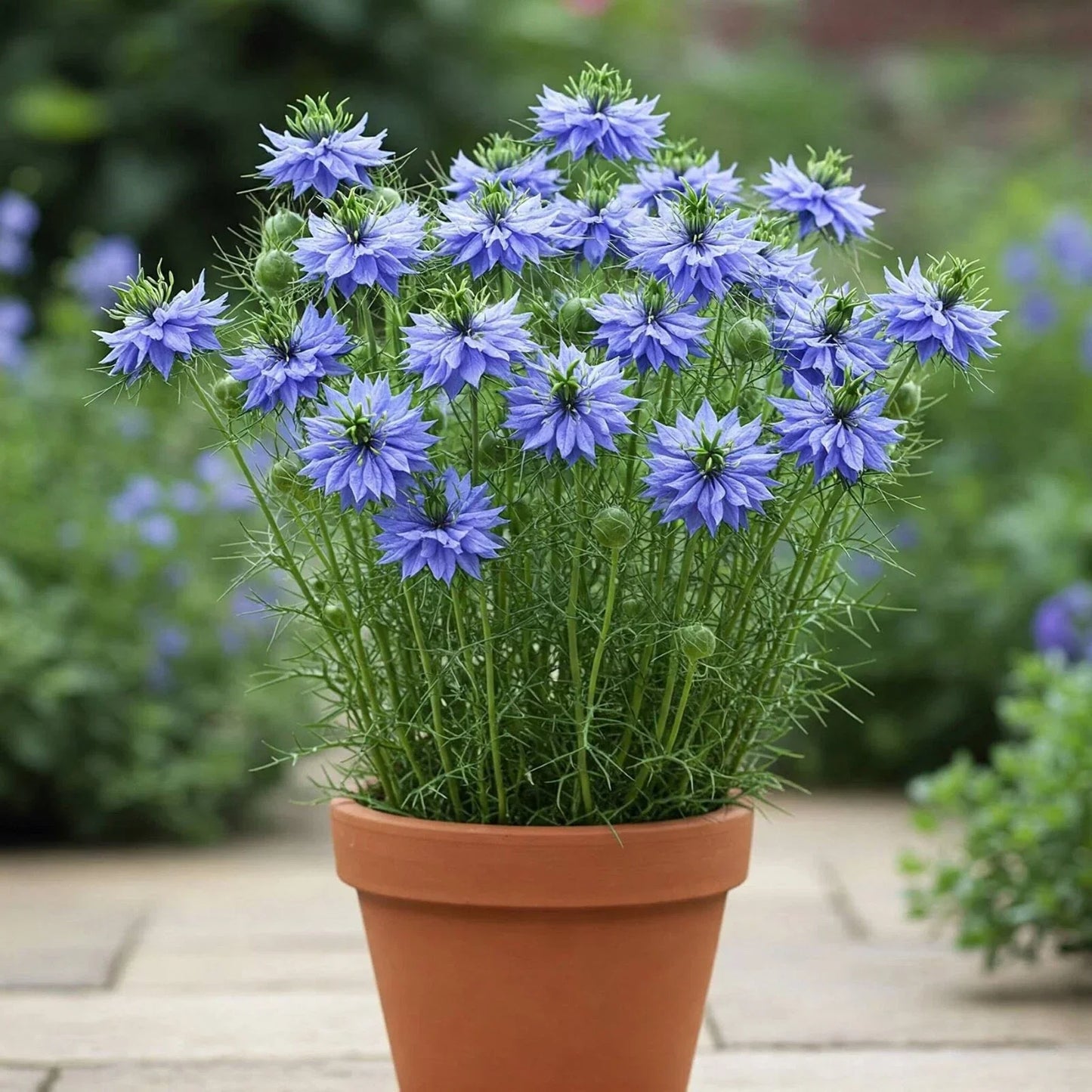 Nigella Double Sky Blue Seeds - 100 Seeds - Love-in-a-Mist (Nigella damascena)