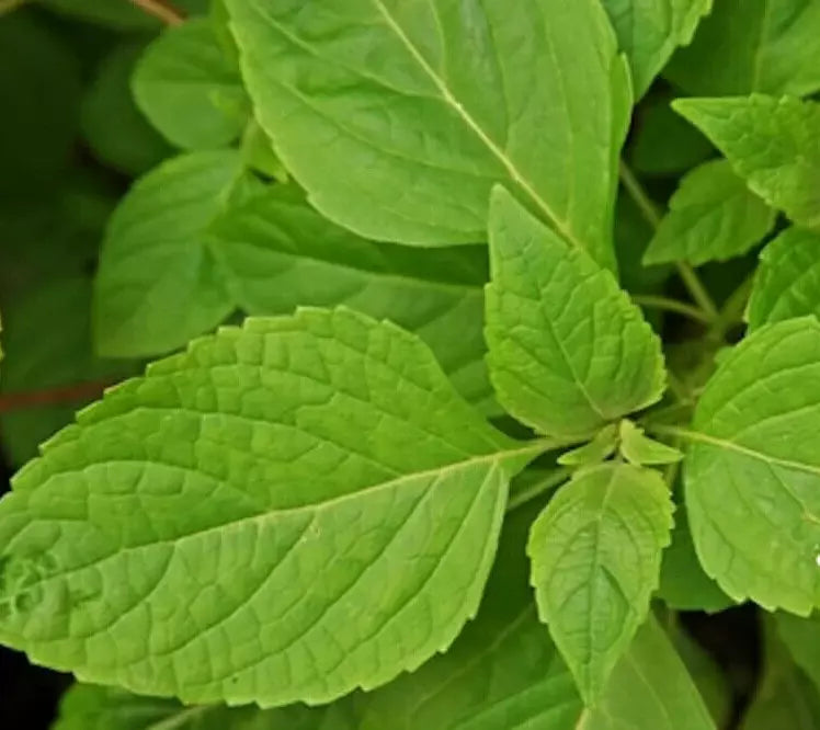 Clove Scented Basil Seeds 300+ | Annual Herb Spice Ocimum basilicum