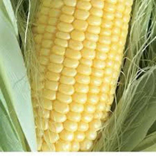 Golden Bantam Sweet Corn Seeds Heirloom Non-GMO Organic Zea mays 50+ Seeds