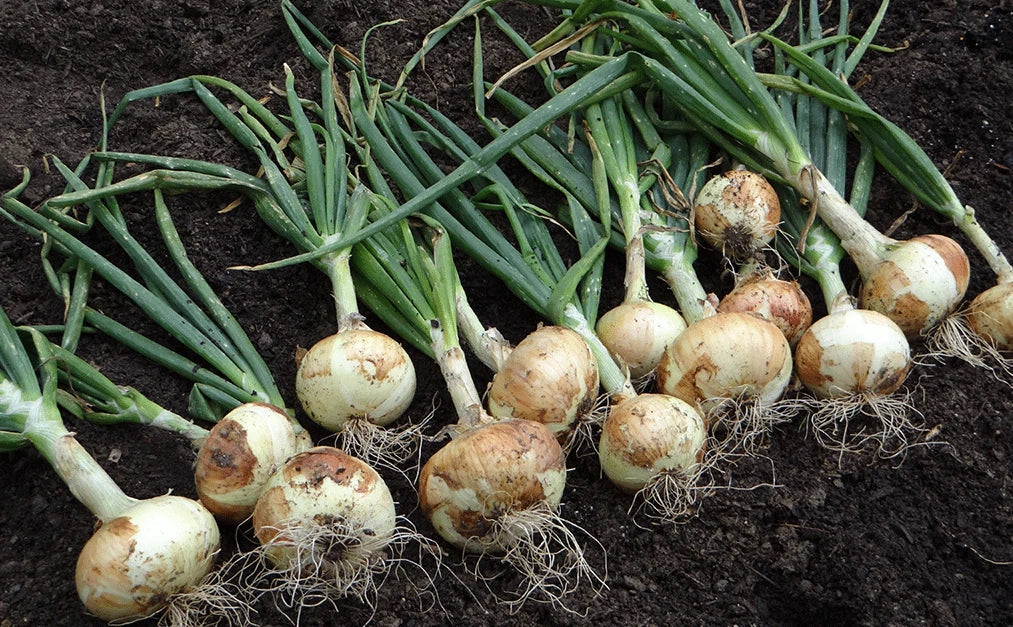White Sweet Spanish Onion Seeds - Heirloom, NON-GMO, Allium cepa, Vegetable Seeds, Garden, Culinary, Free Shipping