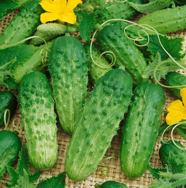 Cucumber Seeds 60 Count Burpless Bush Slicer F1 Non-GMO Container Gardening Cucumis sativus