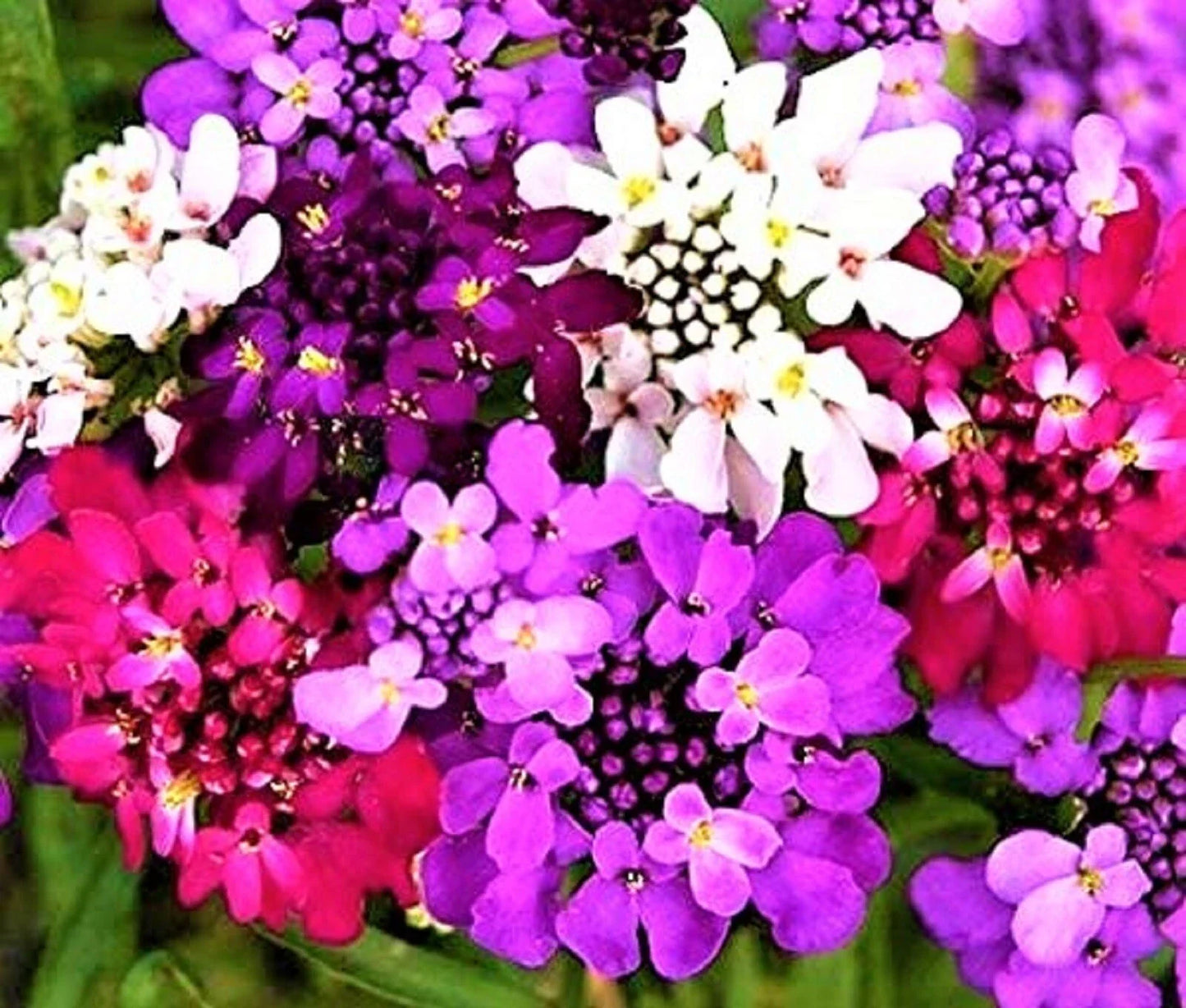 Candytuft Seeds 100 Non-GMO Iberis umbellata Flowering Annuals for Garden, Borders, Containers