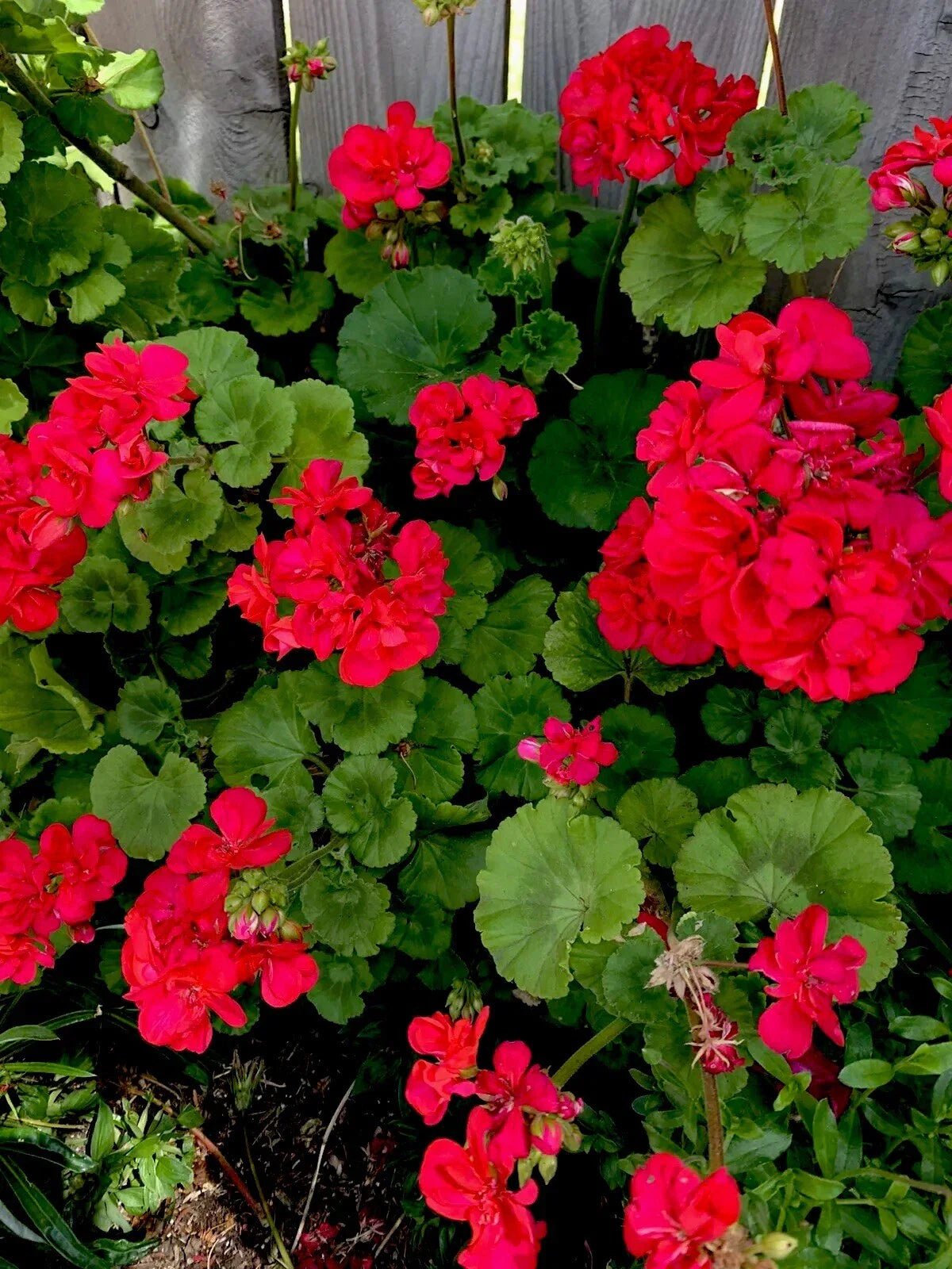 Geranium Plants Set of 2 Bright Pinkish Red Perennial Pelargonium spp.