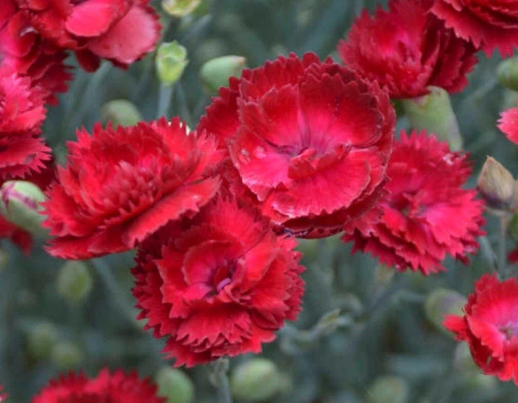 Electric Red Dianthus Bareroot Plant - Pretty Poppers, Full Sun, Deciduous Foliage, Native to USA, Summer Blooms