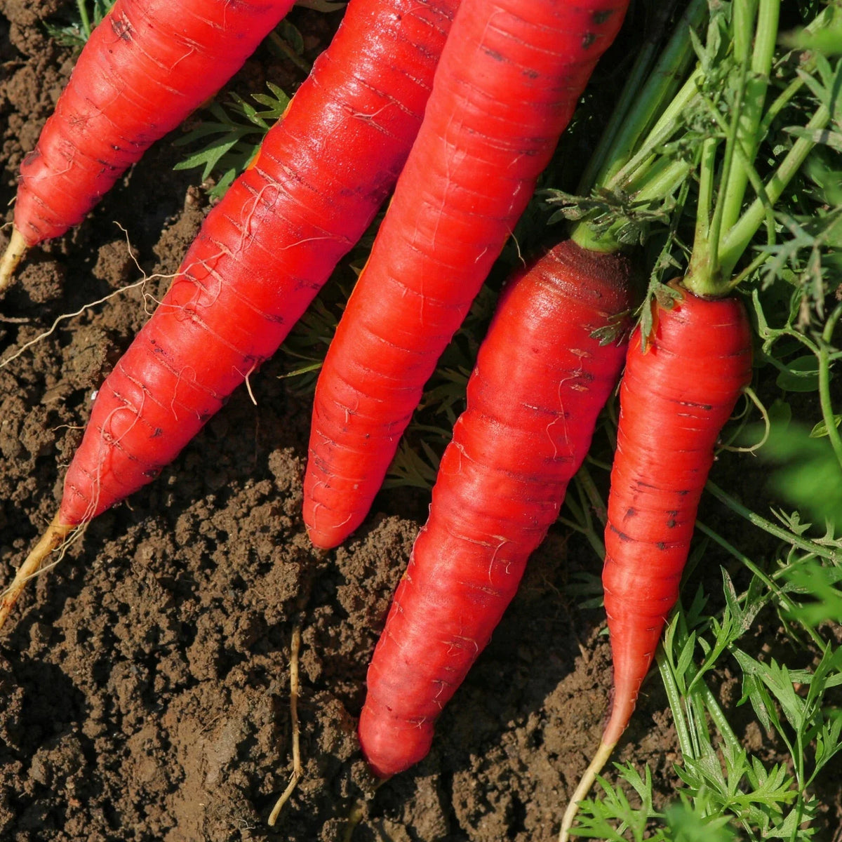 Atomic Red Carrot Seeds - Non-GMO, Lycopene Rich, Deep Red Color, Daucus carota, Seed Packet