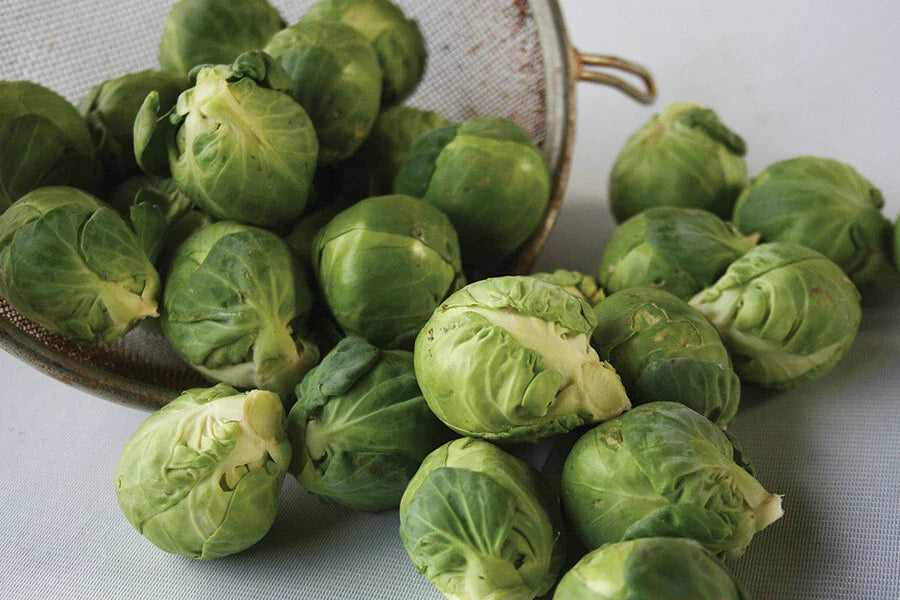 Brussels Sprouts Seeds Churchill Variety - 500+ Count - Brassica oleracea - USA Garden Seeds