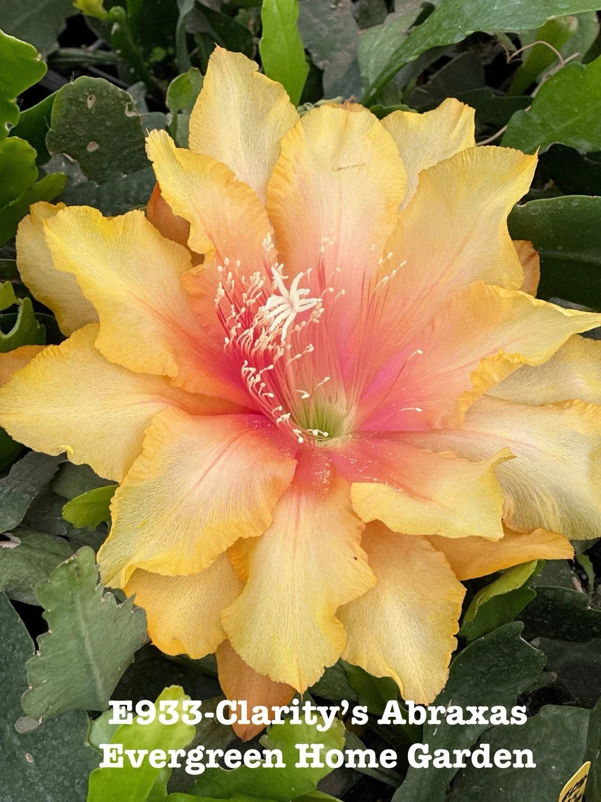 Rooted Epiphyllum Orchid Cactus Plant in 4" Pot - Clarity’s Abraxas Exotic Indoor Houseplant