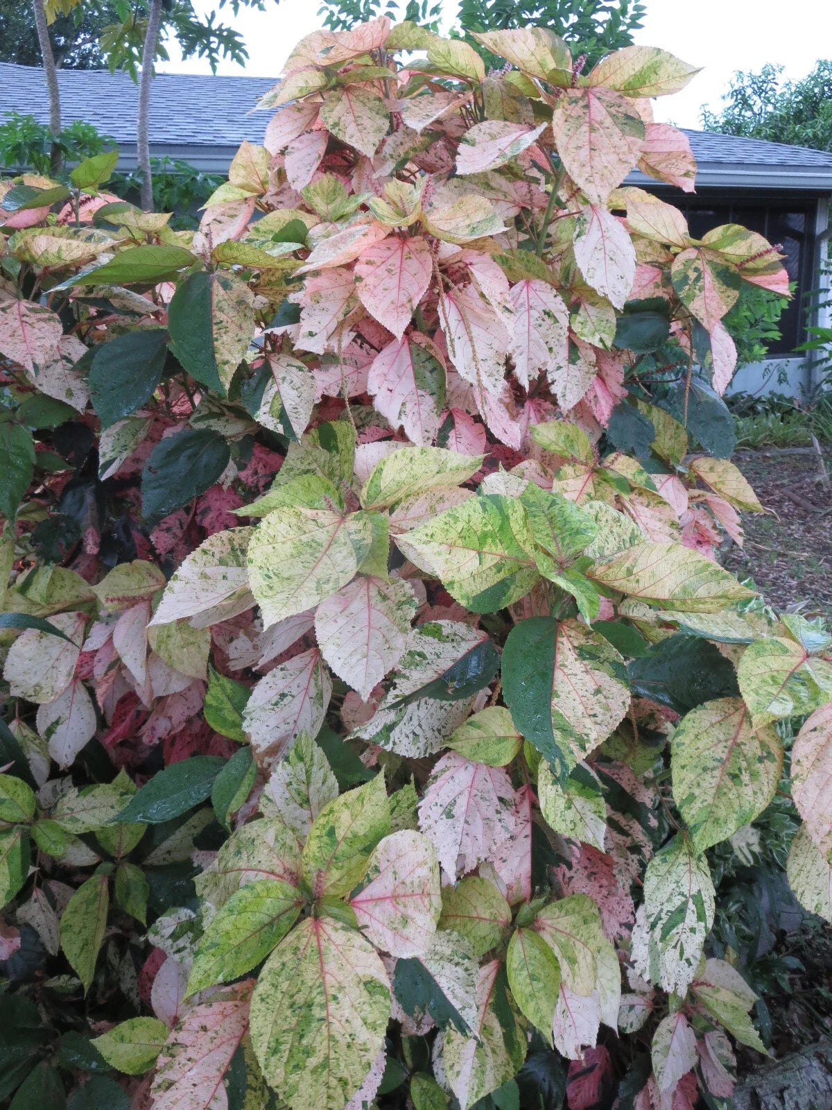 Acalypha Wilkesiana Tricolor Cuttings – Variegated Copperleaf Plant, Unrooted Propagation Set, Indoor & Outdoor Gardening